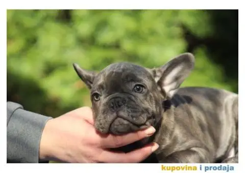 Egzotični Francuski Buldog štenci - 13/14