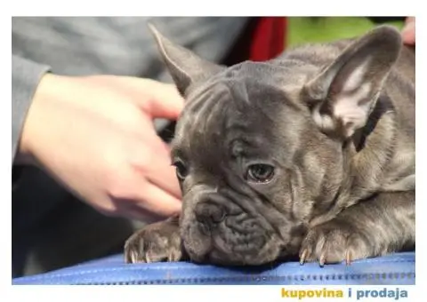 Egzotični Francuski Buldog štenci - 14/14