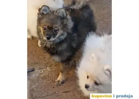 Pomeranski Špic štenci - 1/7