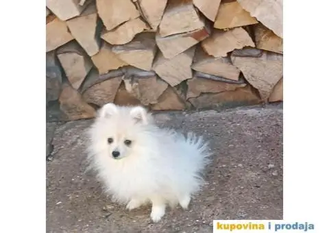 Pomeranski Špic štenci - 2/7