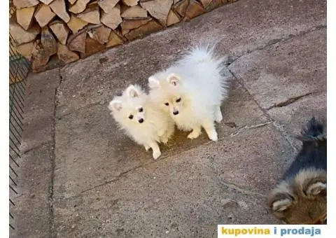 Pomeranski Špic štenci - 3/7