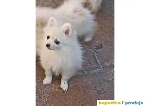 Pomeranski Špic štenci - 5/7