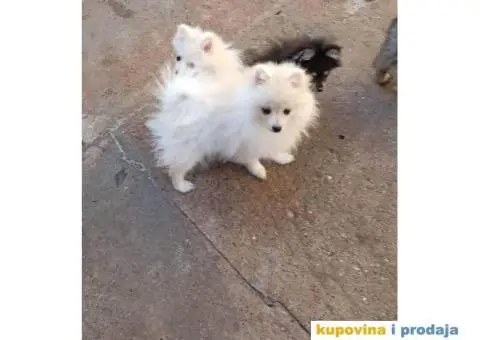 Pomeranski Špic štenci - 6/7
