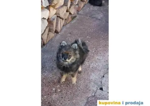 Pomeranski Špic štenci - 7/7