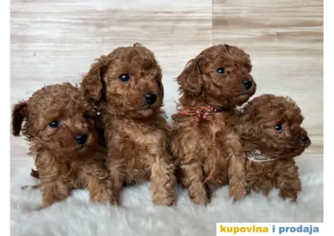 Crvena Toy Pudla - 1/9