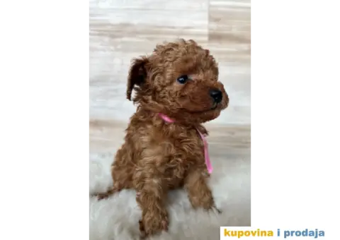 Crvena Toy Pudla - 2/9