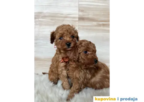 Crvena Toy Pudla - 3/9