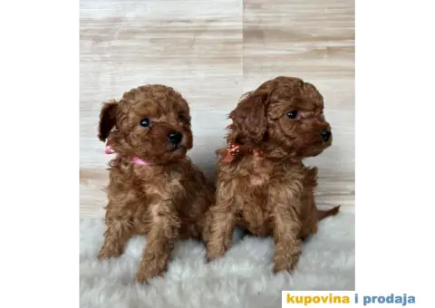 Crvena Toy Pudla - 4/9