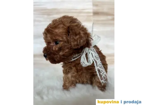 Crvena Toy Pudla - 5/9