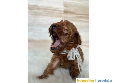 Crvena Toy Pudla - 6/9