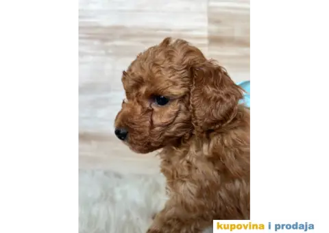 Crvena Toy Pudla - 7/9