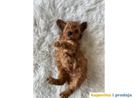 Crvena Toy Pudla - 8/9