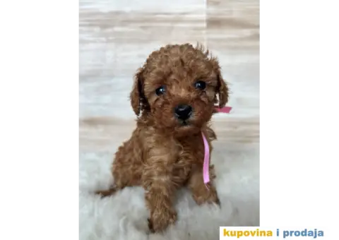 Crvena Toy Pudla - 9/9