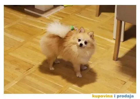 Pomeranac spreman za parenje - 1/3