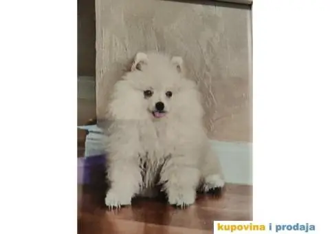 Pomeranac spreman za parenje - 3/3