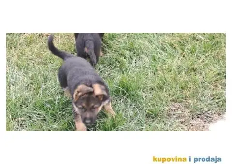 Nemački Ovčar štenci - 1/8