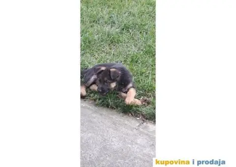 Nemački Ovčar štenci - 2/8