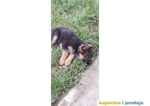 Nemački Ovčar štenci - 3/8