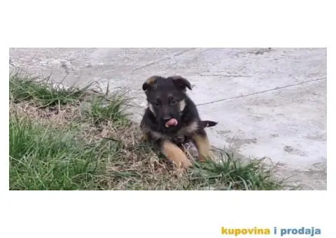Nemački Ovčar štenci - 4/8