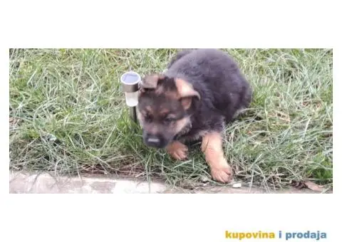 Nemački Ovčar štenci - 5/8