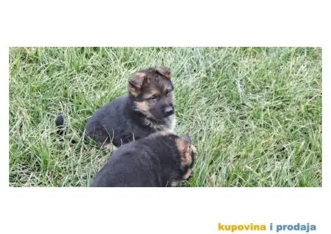 Nemački Ovčar štenci - 6/8