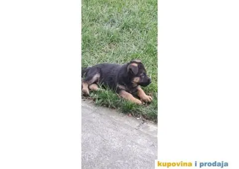 Nemački Ovčar štenci - 7/8