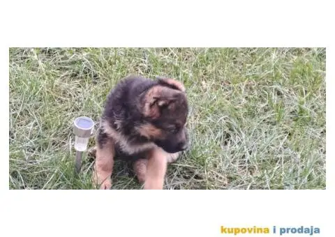 Nemački Ovčar štenci - 8/8