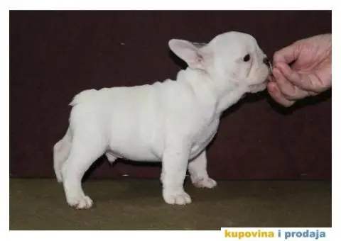 Francuski buldog štenci - 1/6