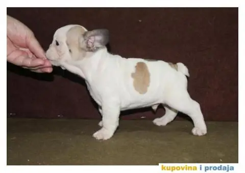 Francuski buldog štenci - 2/6
