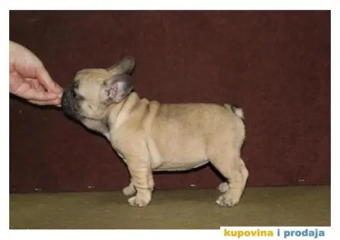 Francuski buldog štenci - 3/6