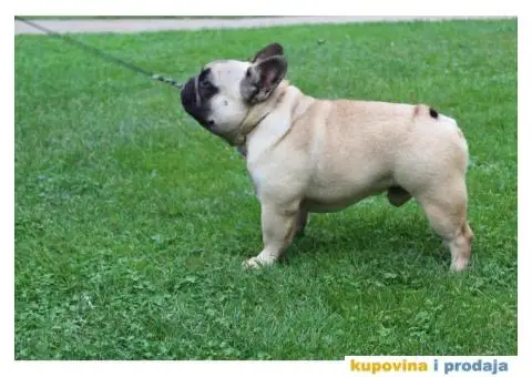 Francuski buldog štenci - 5/6