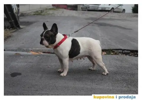 Francuski buldog štenci - 6/6