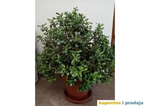 Krasula (drvo novca) stara 15 godina