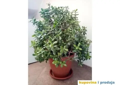 Krasula (drvo novca) stara 15 godina - 2/2