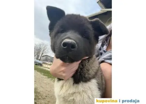Američka Akita Vrhunski štenci - 1/8