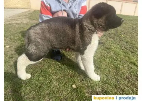 Američka Akita Vrhunski štenci - 2/8