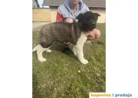 Američka Akita Vrhunski štenci - 3/8