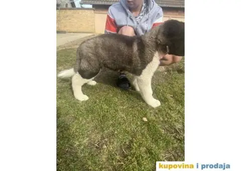 Američka Akita Vrhunski štenci - 4/8