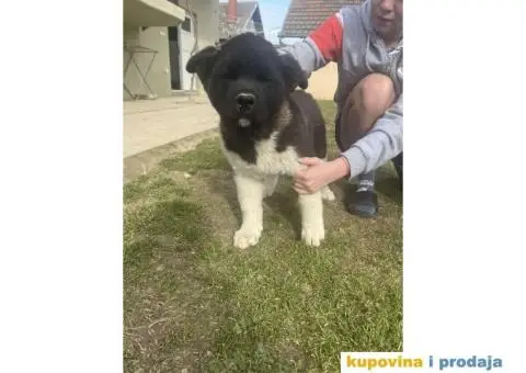 Američka Akita Vrhunski štenci - 5/8
