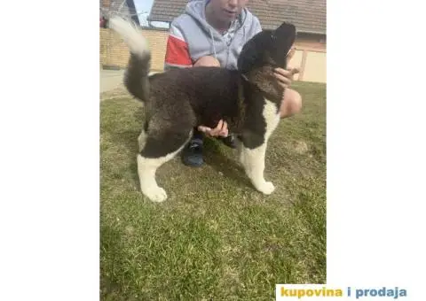 Američka Akita Vrhunski štenci - 6/8