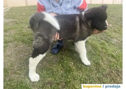 Američka Akita Vrhunski štenci - 7/8