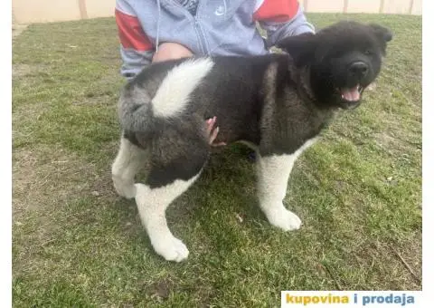 Američka Akita Vrhunski štenci - 8/8