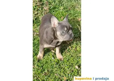 Francuski Buldog plavo štene - 1/5