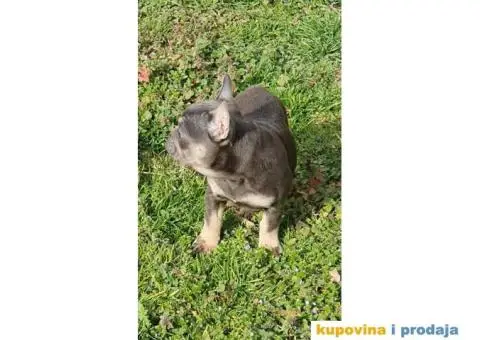 Francuski Buldog plavo štene - 2/5