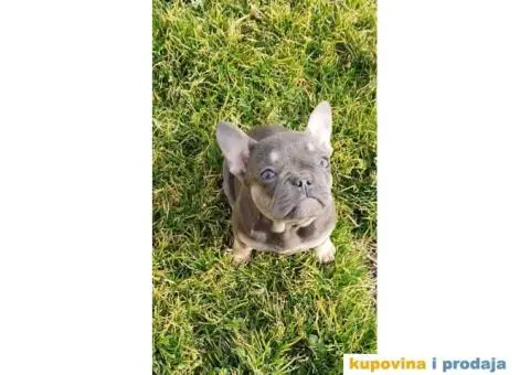 Francuski Buldog plavo štene - 3/5