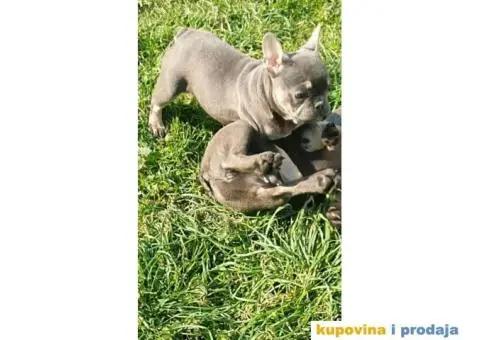 Francuski Buldog plavo štene - 4/5