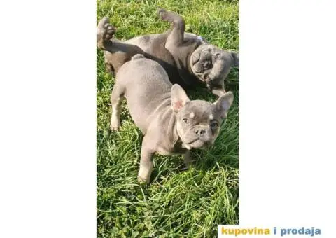 Francuski Buldog plavo štene - 5/5