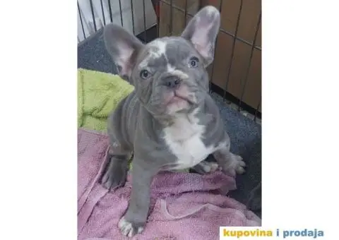 Francuski Buldog VELIKI IZBOR štenaca - 1/9