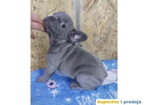 Francuski Buldog VELIKI IZBOR štenaca - 2/9