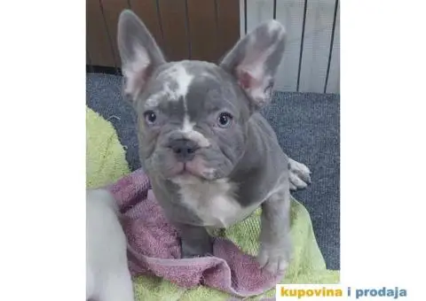 Francuski Buldog VELIKI IZBOR štenaca - 3/9